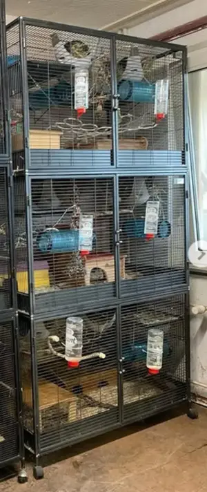 Verkaufe eine Vielzahl an Ratten   Nager Käfigen