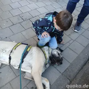 Notfall: blinder Kangal sucht dringend Zuhause 