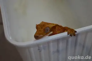 1.0 Kronengecko pet only Bild 2