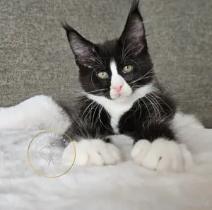 Maine Coon Kitten, TOP, majestätische Verpaarung Bild 8