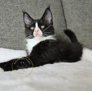 Maine Coon Kitten, TOP, majestätische Verpaarung Bild 6