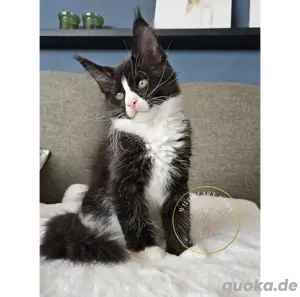 Maine Coon Kitten, TOP, majestätische Verpaarung Bild 4