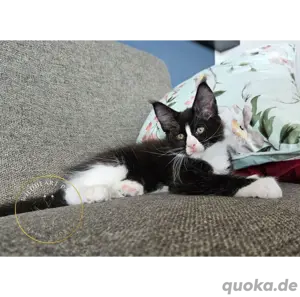 Maine Coon Kitten, TOP, majestätische Verpaarung Bild 5
