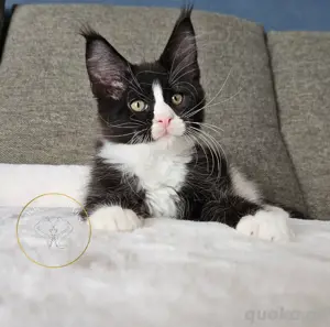 Maine Coon Kitten, TOP, majestätische Verpaarung Bild 7
