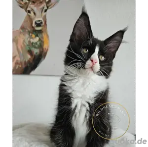 Maine Coon Kitten, TOP, majestätische Verpaarung Bild 2
