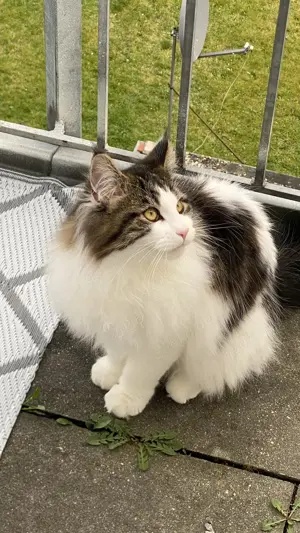 Katze sucht dringend neues Zuhause
