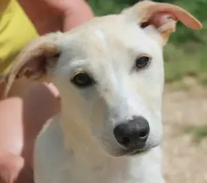 Hundekind Tanjo sucht eine Familie!