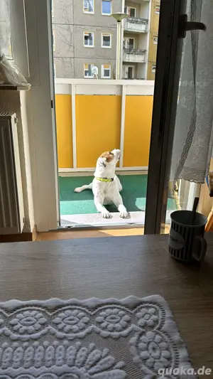 Hund Balu  Bild 2