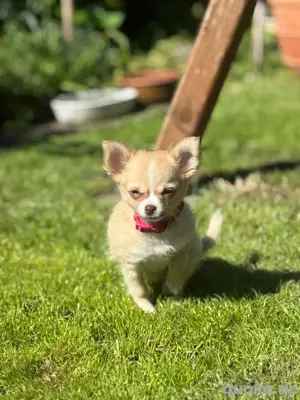 Chihuahua Mädchen 11 wochen 