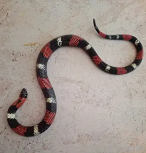 Adult dreifarbige Hakennasennatter 