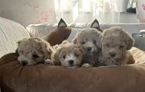    Maltipoo 