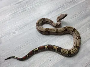Boa constrictor surinam pokikron trio 1.2. Stöckl 