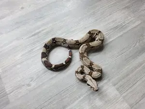 1.1 Boa constrictor constrictor surinam 2022 