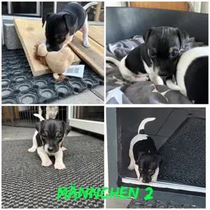 Jack Russell Welpen abzugeben 