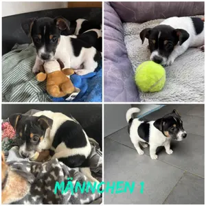 Jack Russell Welpen abzugeben  Bild 2