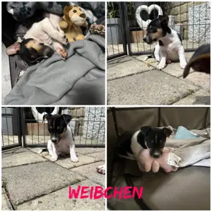 Jack Russell Welpen abzugeben  Bild 3