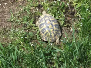 Schöne Zuchtgruppe gesunde griechische Landschildkröten.         3 Weibchen, 1 Männchen. 