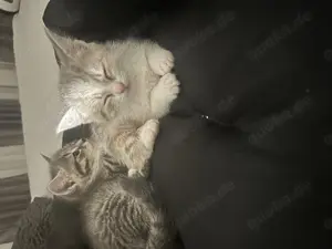 Türkische angora mix Babykitten
