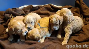 Cockapoo Cockerpoo Welpen 