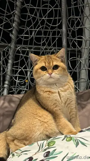 Kater Finnik mit Stammbaum