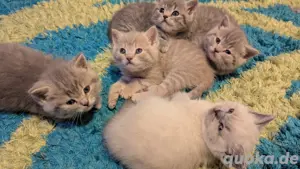 BKH Kitten 