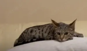 Reinrassige Savannah Katzen 
