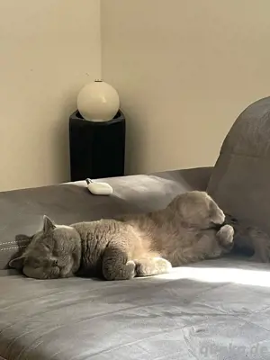 Wunderschöner BKH kater 