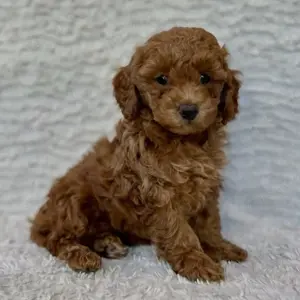Wunderschöne Maltipoo Jasper-Haustiere