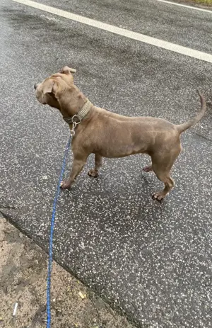 Old english Bulldoge sucht dringend ein Zuhause für immer 