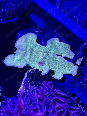 Korallen Ableger abzugeben