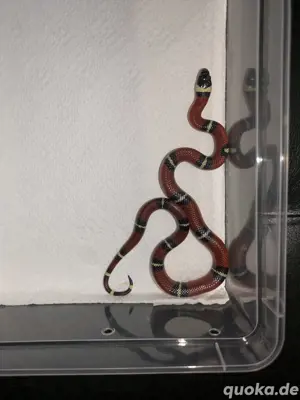 Lampropeltis polyzona sinaloae (Sinaloe Dreiecksnatter)
