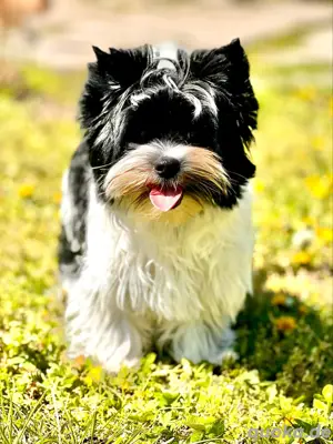 Yorkshire Terrier Rüde 