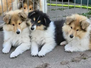 Colliewelpen mit Papiere 