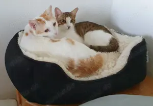 Ruhiges Katzenpärchen sucht Zweierkörbchen