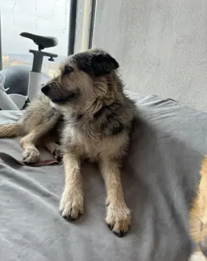 Sara, schüchternes Mädchen möchte so gerne ihre Familie finden Bild 2