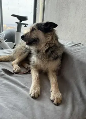 Sara, schüchternes Mädchen möchte so gerne ihre Familie finden Bild 3