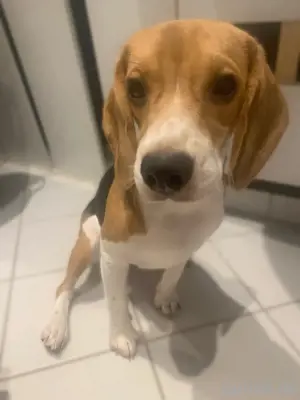 Beagle Hundin