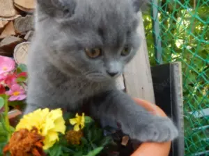 Wunderschöne BKH Kitten abzugeben .