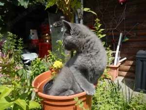 Wunderschöne BKH Kitten abzugeben . Bild 3