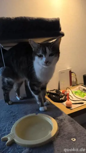 hauskatze 9 jahre