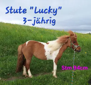 Shetlandponys & Freizeitpferde 