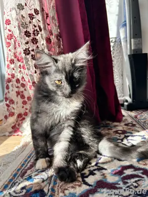 Wunderschöne, verspielte Katze 8monate sucht ein liebevolles Zuhause!