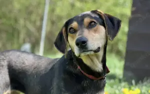 Zuzu sucht ein aktives Zuhause