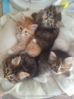 sibirische Katze mit FIFe Stammbaum Kitten Waldkatzen