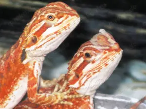 intensiv gefärbte Bartagamen gelb-rot-orange 9 Wochen