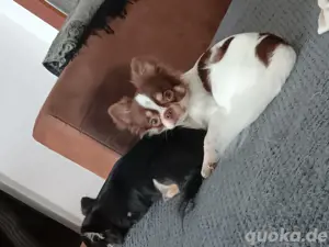 Tyson der Chihuahua sucht ein liebevolles Zuhause  Bild 3