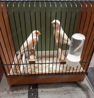 Rot Mosaik Kanarien Reserviert