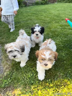 Shihtzu+Maltaser