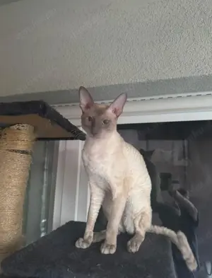 Deckkater Cornish Rex mit Stammbaum 