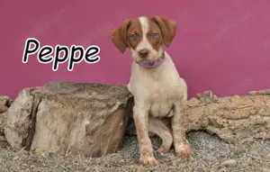  Also, haben Sie sich verliebt und wollen gemeinsam mit Peppe die Abenteuer des Lebens entdecken?